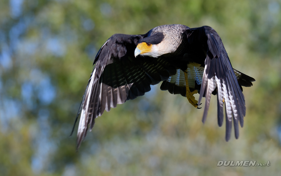 01 Crested caracara (Caracara plancus)